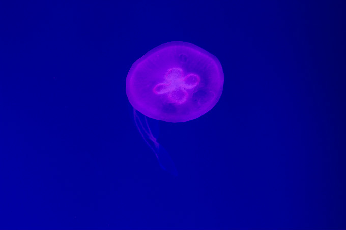 夏令營(yíng)第二季，新華學(xué)子一起遨游海洋王國(guó)