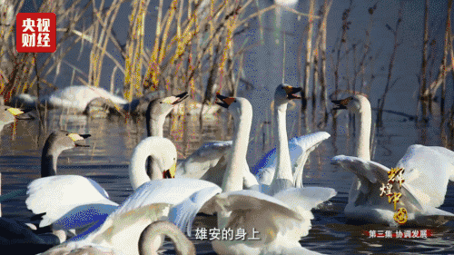 喜迎十九大，國力強盛人民歡慶