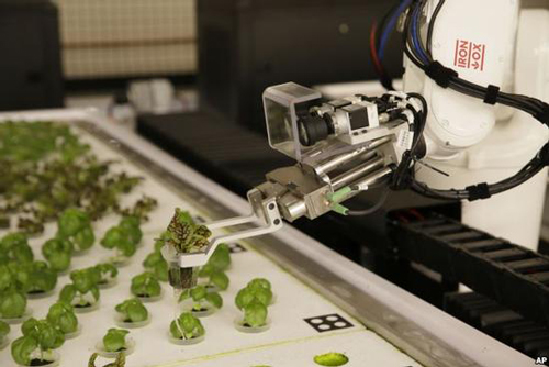 在美國，機器人開始代替農民工作了？