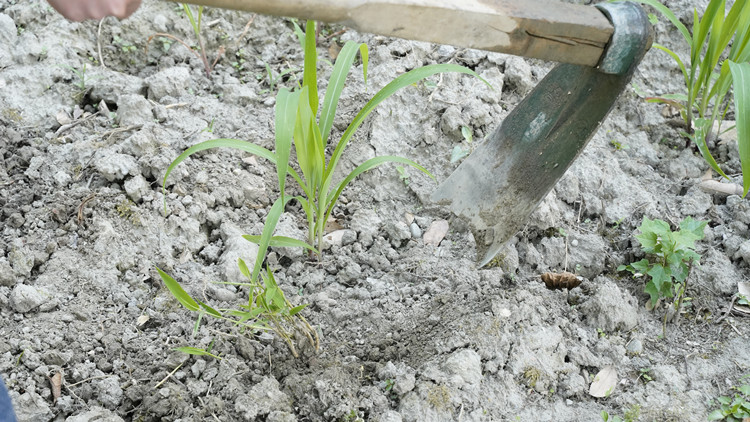 新風(fēng)采新青年|寓教于“種”，新攀高峰