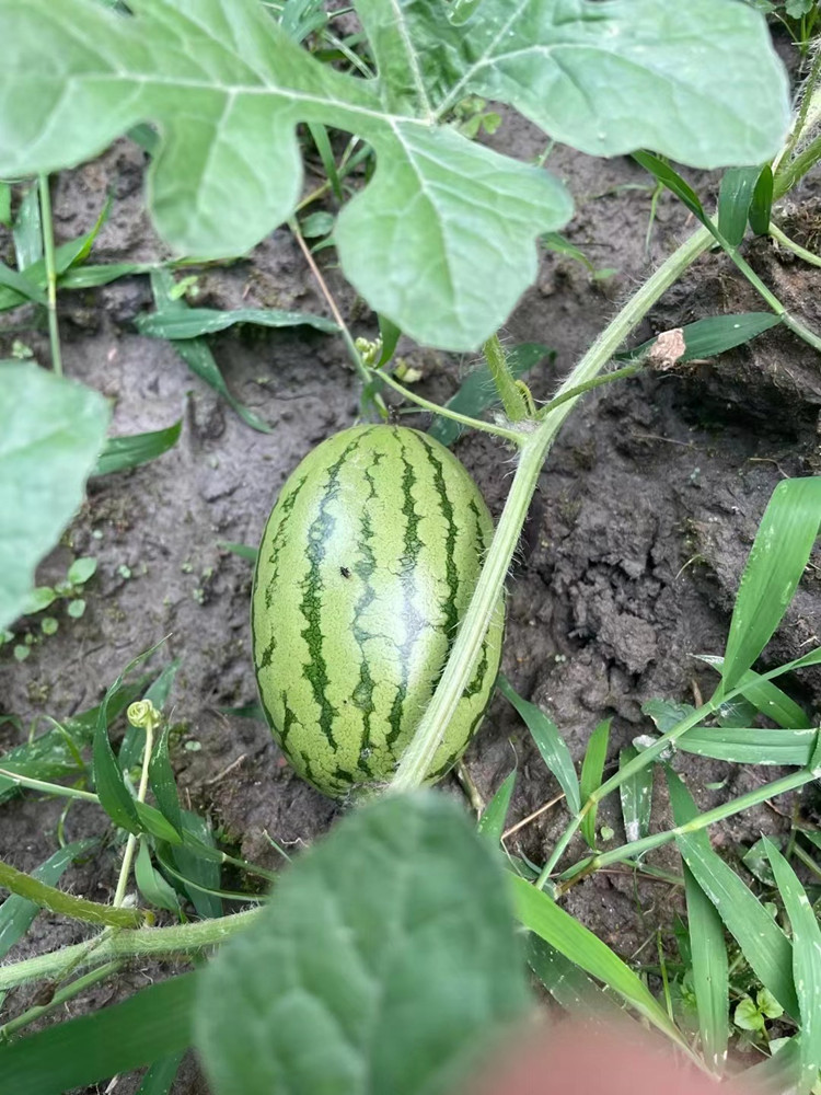 豐收季來襲！新華農(nóng)場喜迎豐收季~