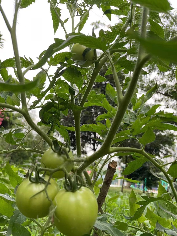 豐收季來襲！新華農(nóng)場喜迎豐收季~