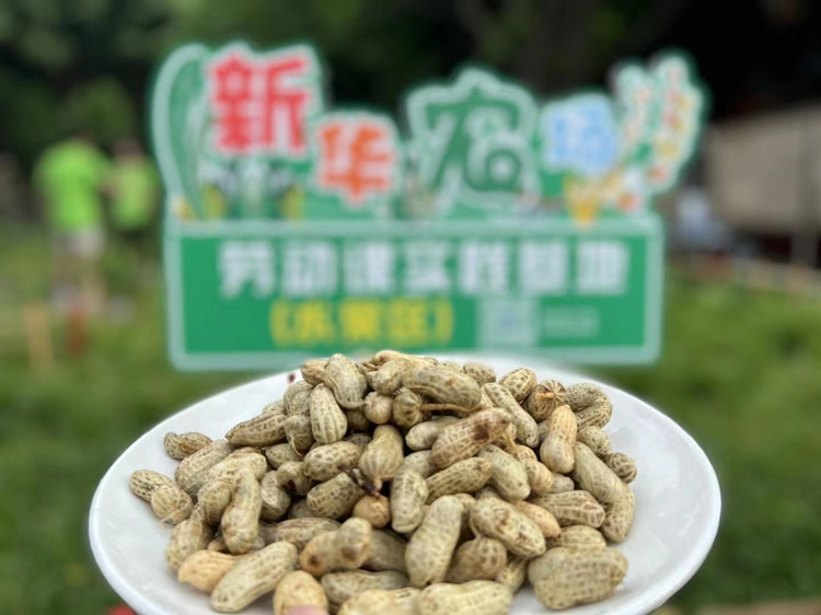 豐收季來襲！新華農(nóng)場喜迎豐收季~